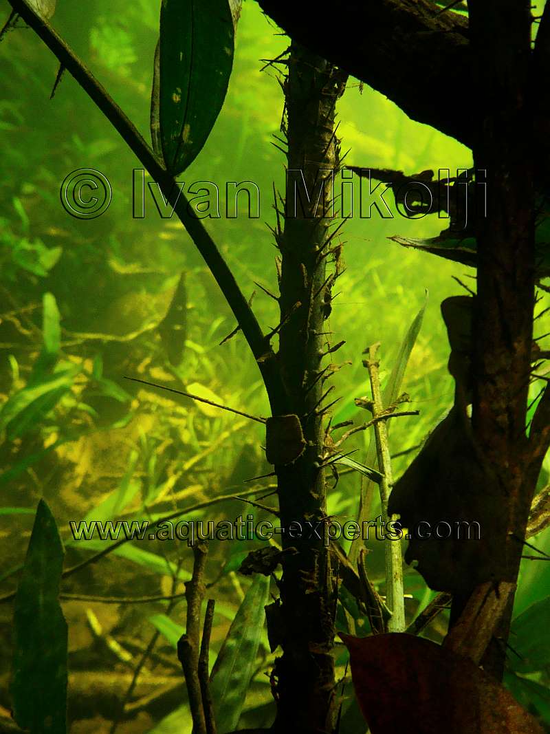 Underwater spiny plants